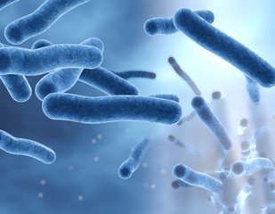 bacteria